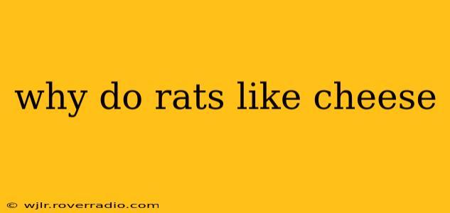 why do rats like cheese