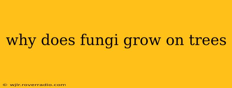 why does fungi grow on trees