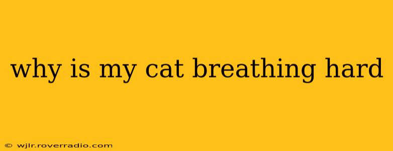 why is my cat breathing hard