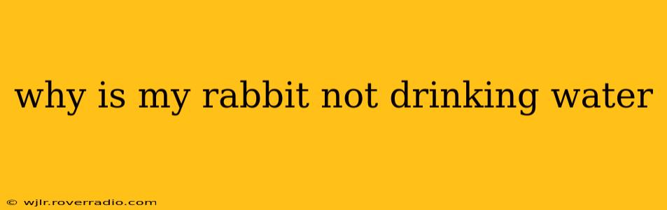 why is my rabbit not drinking water