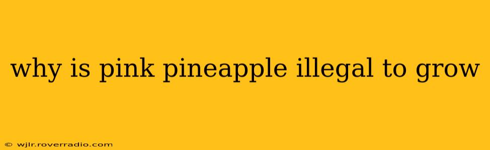 why is pink pineapple illegal to grow