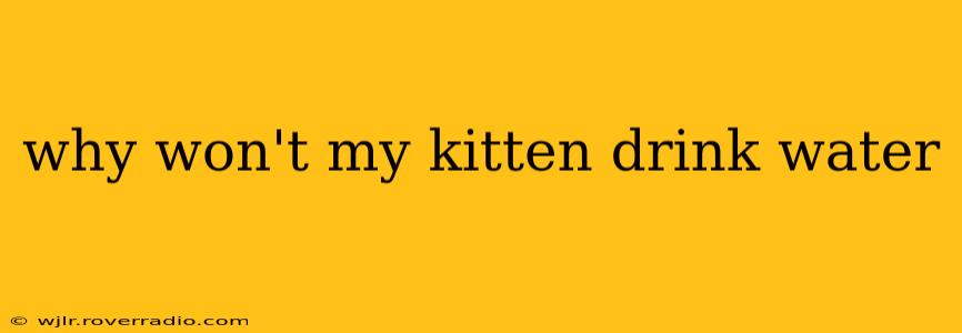 why won't my kitten drink water